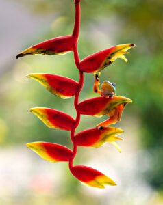 heliconia, lobster claws, flora