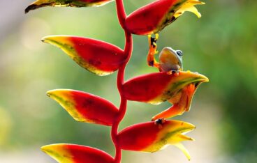 heliconia, lobster claws, flora