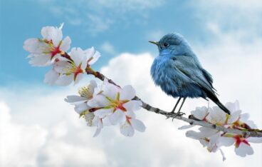 bird, blue, clouds